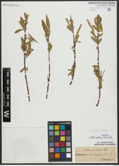 Foto von Salix alba L. x Salix fragilis L.